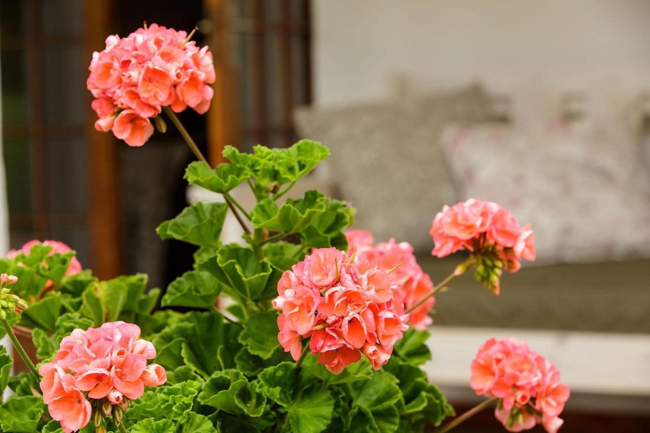 Matjiesrivier  Blue Lily Retreat Bed & Breakfast エクステリア 写真
