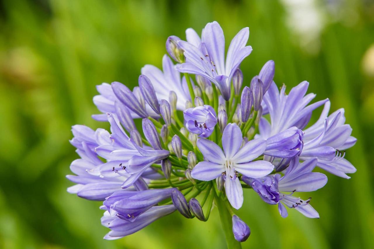 Matjiesrivier  Blue Lily Retreat Bed & Breakfast エクステリア 写真